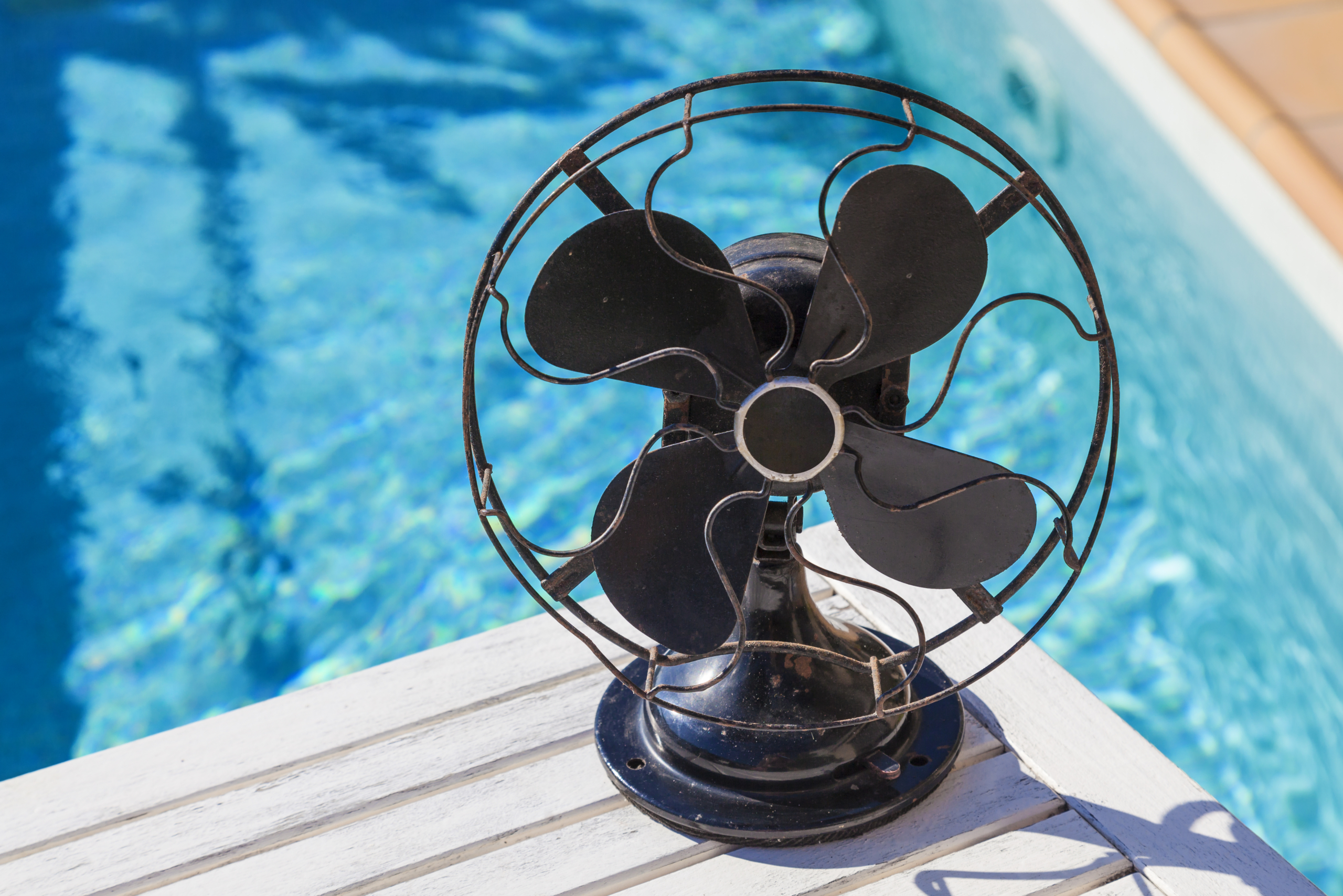 A fan staying cool on the side of a pool